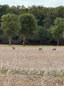 1CD29A0F-9279-422B-AE57-3BD874467A2D